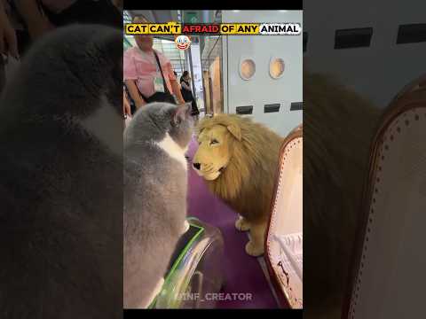 Cat Can't Afraid Of Any Animals 🗿💀,#cat #trolfaceedit #trollface #shorts