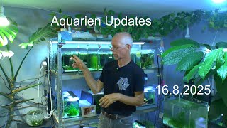 Zwerggarnelen Zucht Anlage. Updates der Caridina Garnelen in den Aquarien. Deutsche Zucht