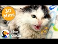 Animal Rescue Challenges and Solutions