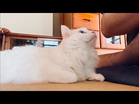 かまってモード全開な猫が暑いのに膝の上に乗って来て困ります