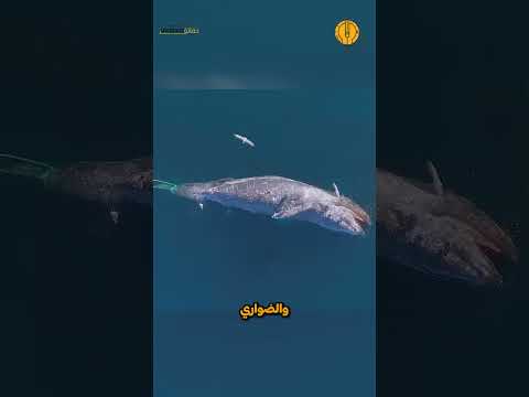 مات الحوت… فبدأ الرعب الحقيقي في أعماق البحر!
