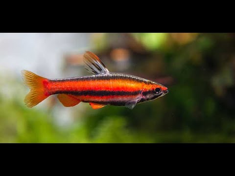 Red Pencil Fish (Nannostomus mortenthaler) insuran #Nannostomusmortenthaler #redpencilfish #iquitos #aquarium #tropicalfish #amazonriver #peru #AmazonR