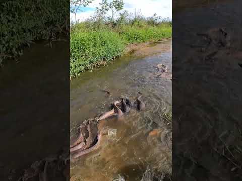 INFESTAÇÃO SEM FIM,PESCARIA ABSURDA #FISHING #FISH #PESCARIA