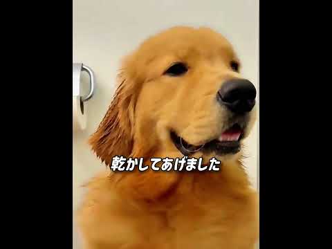 道路を走るゴールデン、温かい家族との出会い