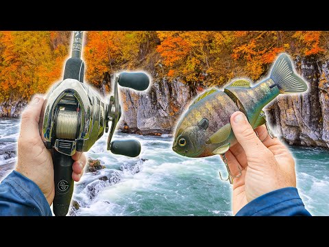 Fishing The BEST River In The World For AGGRESSIVE Bass - Big Bites