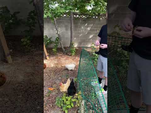 Pony prayers answered with Chickens   #chickens #pony