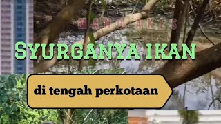 Lumbung ikan di tengah perkotaan 