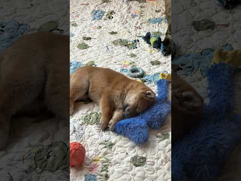 Тг канал: kamilaibkv