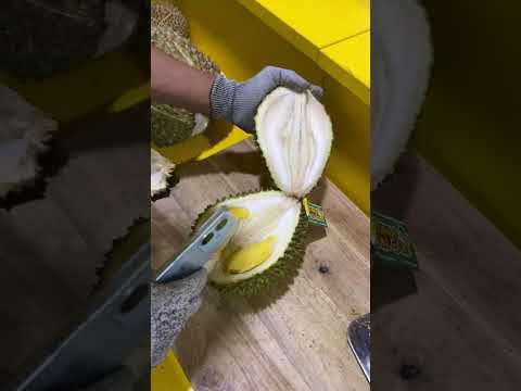 BELAH DURIAN PAKAI HANDPHONE TERKUAT DI BUMI #durian #musangking #masduren