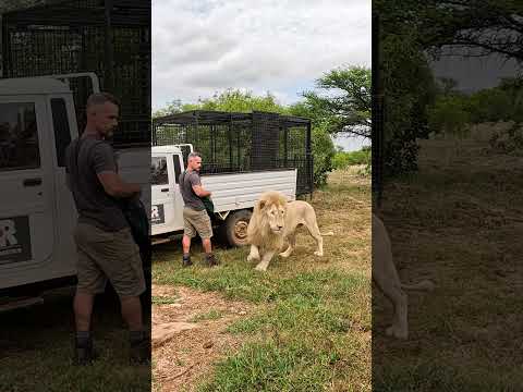 LION Wants Another Meat Treat #cat #wildlife #nature