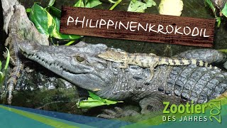Erneut Naturbrut bei den vom Aussterben bedrohten Philippinenkrokodilen im Kölner Zoo gelungen