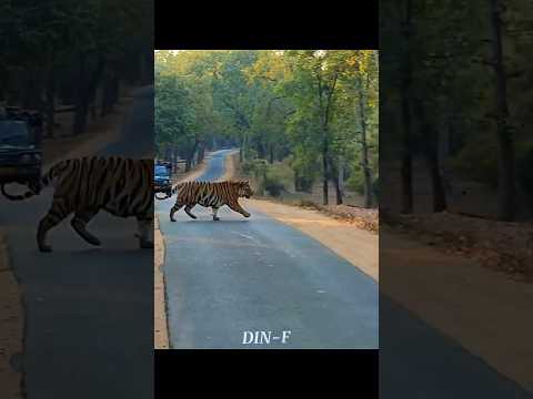 Dangerous Animals In A Road💀