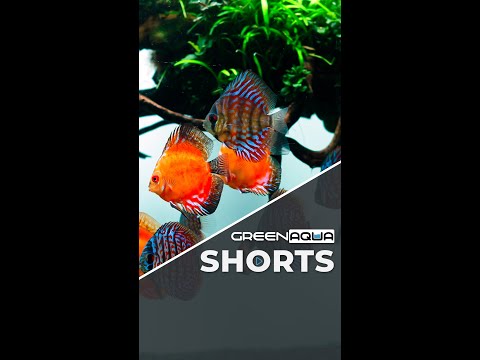 Discus 101🤓 #ad #greenaqua #aquascaping #aquascape #plantedtank #amazingnature #shortsvideo #fish #shortvideo #plant