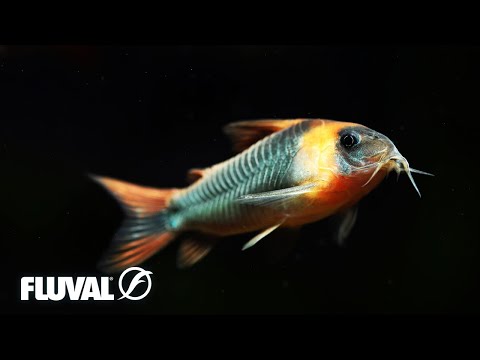 Corydoras | Species Overview and Care Tips