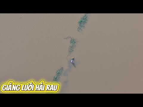 Giăng lưới hái rau miền Tây 