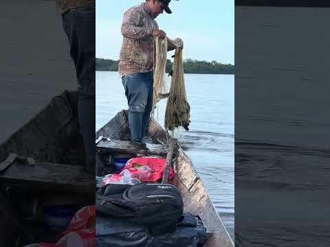 La pesca de bocachicos se puso buenísima!