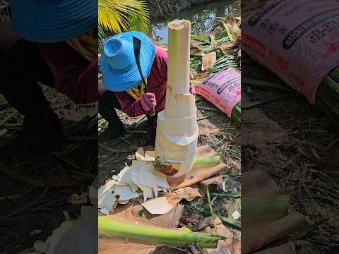 It's a rare scene! Edible Dwarf Coconut Tree Cutting Skills!