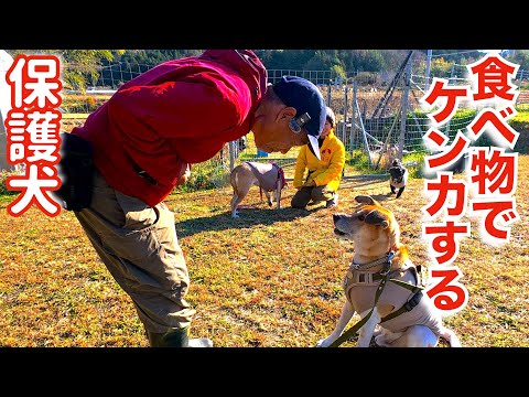 【保護犬】食べ物で喧嘩する元野犬