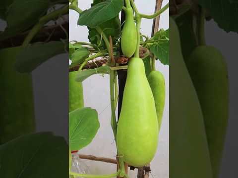 New technique for growing gourd plant #shorts