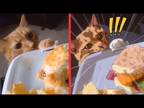 Cat Funny Video Compilation - Neko Anime Drawing😂Funny Talking Cat Videos Clean🐱Cat Drawing Memes