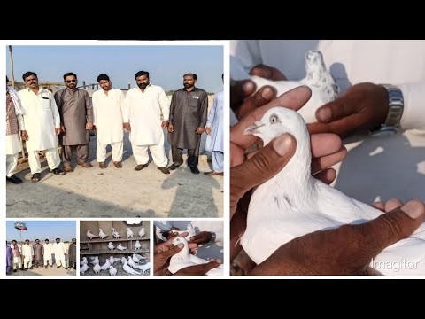 USTAD Muslim kay parwazi kabootaron ka shok || kabootar ki new video