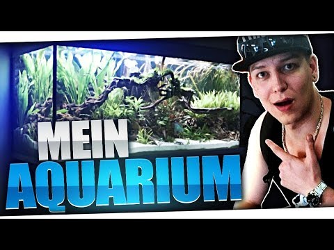 Mein 400 Liter Aquarium | MontanaBlack