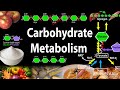 Carbohydrates and Their Metabolism