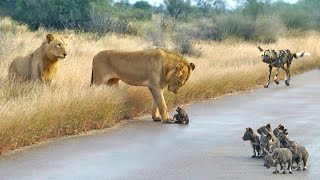 Videos De Animales Más Increíbles Y Jamás Antes Vistos - Parte 2