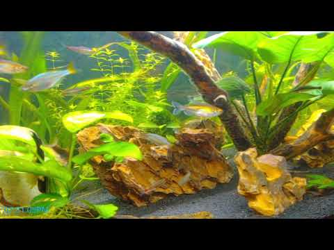 Tropical Aquarium Stream 🦐 Relaxing Music 🐠  Enjoy our beautiful relaxing tropical aquarium (with Live Chat). The sound of the calm peaceful flow