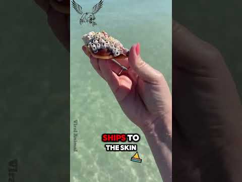 What Are Barnacles? #animals #shortvideos