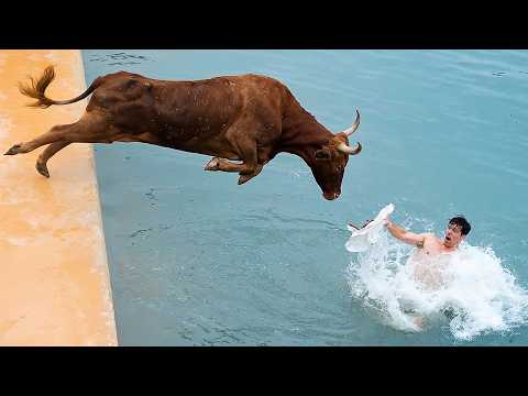 Perseguições de Animais Selvagens Flagradas pelas Câmeras