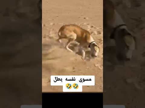 الكلب مسوي نفسه بطل