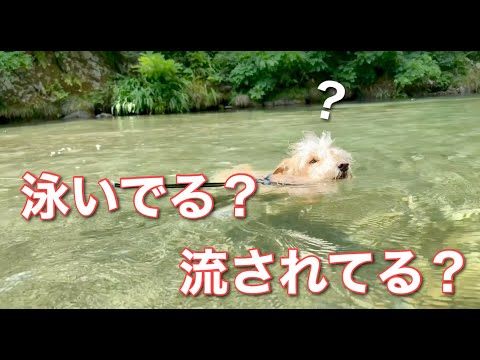 泳いでる？流されてる？レイクランドテリア