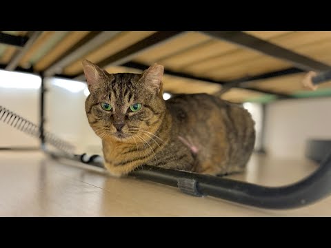 ずっと外で暮らしてた猫を保護して初めてお迎えしたら…