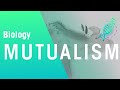 Understanding Mutualism