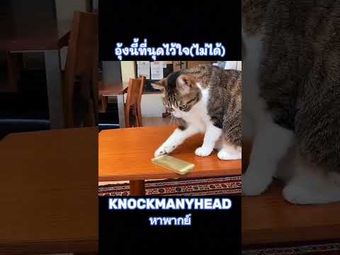 อุ้ง🐈นี้ที่นุดไว้ใจ(ไม่ได้) #คลิปตลก #พากย์ไทย #คลิปแมว #แมวตลก