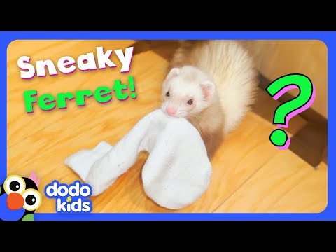 Where Is This Ferret Hiding Our Socks?? | Dodo Kids | Mystery Animals