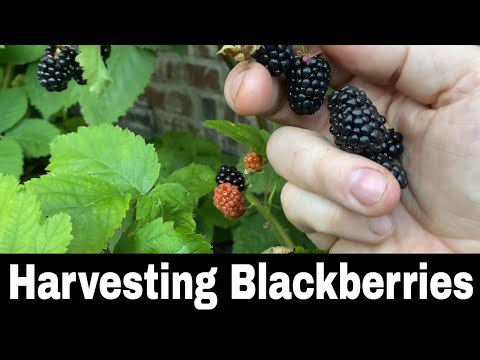 Late Season Blackberry Harvest