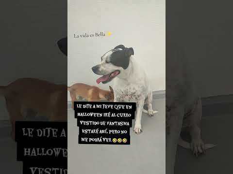 Definitivamente me disfrazó de fantasma🤣🤣#halloween #memesviral #fantasma #pitbull #ppp #trabajo