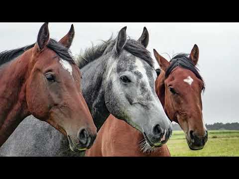 ESCCAP: Worm infestation in horses