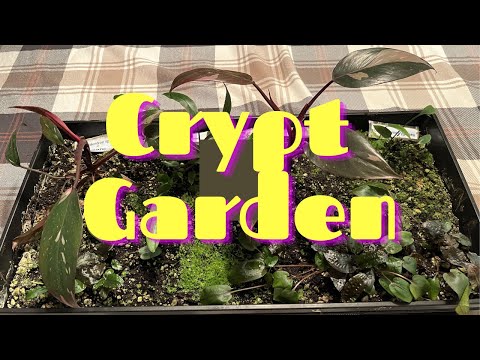 Rare Cryptocoryne Emersed Garden After One Year My son and I provide an update to our emersed grown crypt farm along with a special terrestrial plan