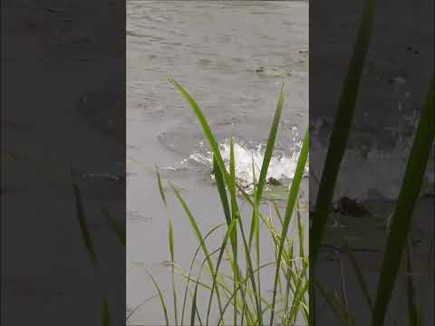fishing #fishing #fishspecies #carpfishing