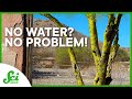 Understanding the Palo Verde Tree and Career Impact
