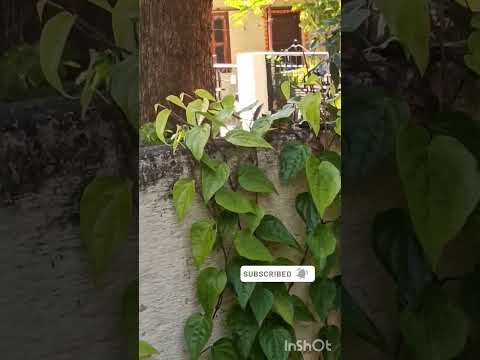 ಎಲೆ ಬಳ್ಳಿ #shorts #viral video #gardening