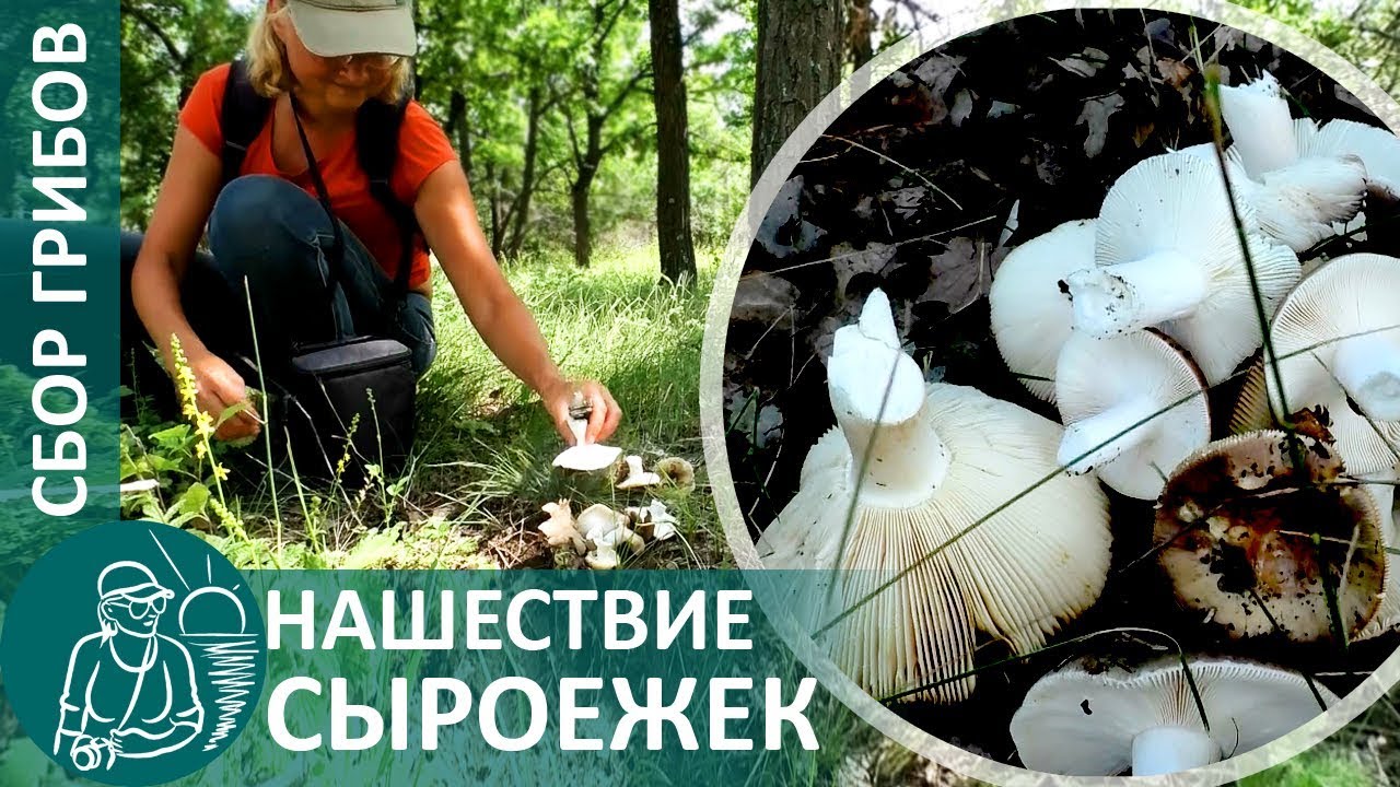 Сбор грибов: сыроежки грибная охота удалась