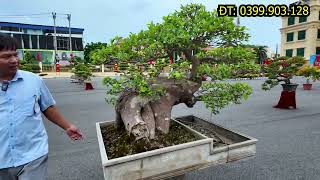 Thấy Bảo Cây Này Từ Khi Đưa Ra Khu Trưng Bày Rất Nhiều Người Hỏi Mua Thì Phải