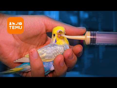 Amazing $1 Temu finds for your Budgie Birds