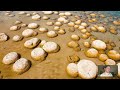 Stromatolites and Prokaryotic Cells