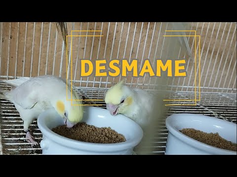 QUANDO COMEÇAM A COMER SOZINHOS? DESMAME DOS FILHOTES DE CALOPSITA