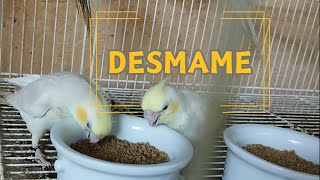 QUANDO COMEÇAM A COMER SOZINHOS? DESMAME DOS FILHOTES DE CALOPSITA